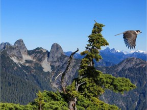 B.C. is funding improvements to a number of parks including Cypress Provincial Park. A Whiskey Jack takes flight from Mount Strachan summit with The Lions in the background in Cypress Provincial Park.