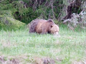 Sayward Mayor Bill Ives saw a grizzly bear while out for a walk recently.