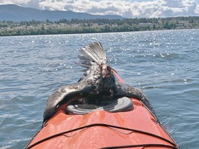 A turkey vulture rescued by Hilary Eastmure from the water off Newcastle Island on the Victoria Day long weekend.