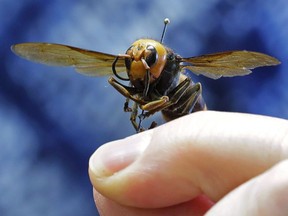 An Asian giant hornet from Japan is held on a pin by Sven Spichiger, an entomologist with the Washington State Department of Agriculture on May 4, 2020, in Olympia, Wash.