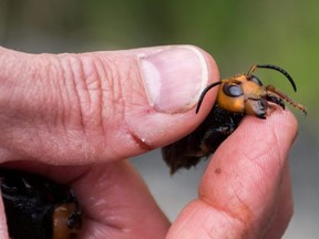 Washington State Department of Agriculture entomologist Chris Looney holds an Asian Giant Hornet caught in a trap near Blaine, Washington, on April 23, 2020.