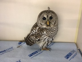 Lucky, a barred owl, is recovering after digesting rat poison and then being attacked by crows.