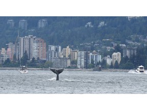 Two recent humpback whale sightings in Vancouver's harbour have delighted a UBC marine biologist who says they are a welcome sign of recovery following overhunting more than a century ago.