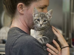 B.C. SPCA animal-care attendant Kathleen Connolly holds a cat at the group's provincial headquarters in East Vancouver on May 20.