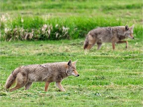 With so little air traffic these days, a pair of coyotes were spotted hunting in the fields around YVR last month.
