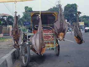 Fruit bats for sale in the Indonesian capital of Jakarta.