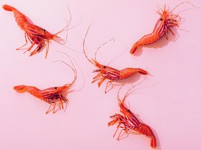 Spot prawns are in season. You can order them from Organic Ocean or pick them up in person — socially distanced and masked, of course — at the False Creek Fishermen’s Terminal. Photo Kevin Clark