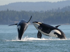 The new Royal B.C. Museum book Spirits of the Coast: Orcas in Science, Art and History is available now. The book is the companion piece for the exhibition Orcas: Our Shared Future that will open sometime at the Victoria museum in 2021. Photo: Ken Balcomb