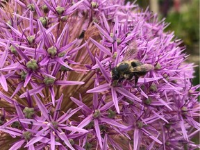 Alliums are very attractive to bees and other pollinators.