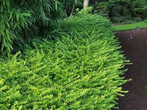 Flashy chartreuse foliage makes this Thunderbolt honeysuckle shine.