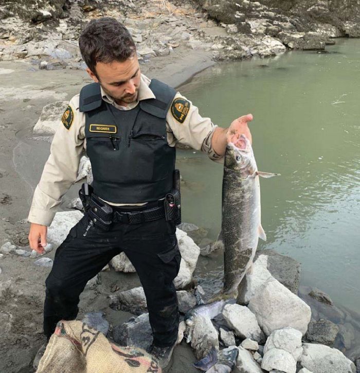  A steelhead caught in a net near Lillooet, before salmon closures were in place. The fish is covered in scoring from nets.