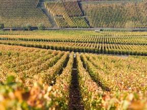 A view of the Moet & Chandon Vineyards.