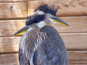 These two baby great blue herons survived a fall from their nests in the rookery on Tsawwassen First Nation land. They're being nursed back to health with feedings every 45 minutes from dawn to dusk at the Wildlife Rescue Association hospital in Burnaby.