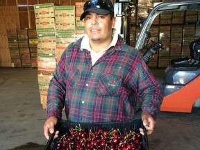 Mexico is willing to keep sending its citizens to work on Okanagan farms despite the deaths of two Mexicans due to COVID-19. Mexico is satisfied with efforts in B.C. to protect the workers. Tony Estrada Mercado, shown here, was employed at Northern Cherry's orchard in Oliver in 2014. Kelowna This Week