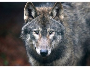 The wolf in the Port Edward attack was not daunted by sticks and stones thrown at it, and continually circled for another attack. It only ran off when a car alarm was set off.