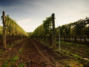 Now is the ideal time to discover the award-winning wineries of Langley and Abbotsford.