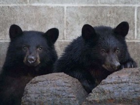 Jordan and Athena, rescued bear cubs shown at about five months old in 2015, were later successfully released into the wild. Conservation officer Bryce Casavant was ordered to shoot the two eight-week-old cubs on the assumption they were conditioned to human garbage and not candidates for rehabilitation.