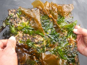 Bull kelp (Nereocystis luetkeana) contours much of the steep, rocky shoreline throughout the region.