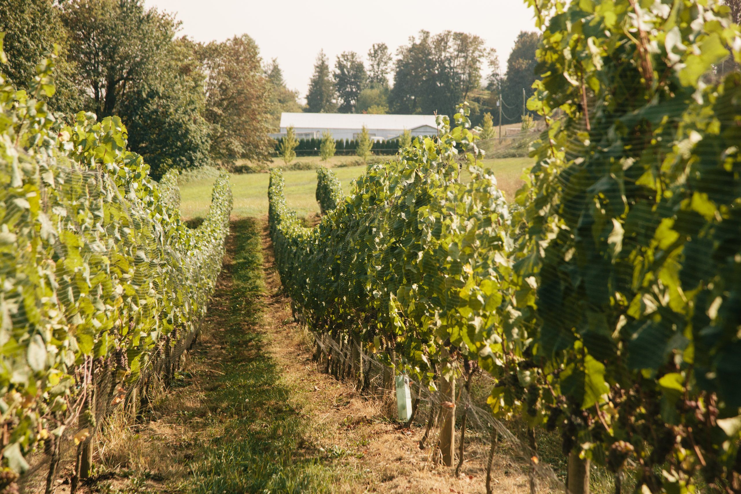 Advertisement: 11 Great Wineries In The Fraser Valley To Visit This ...