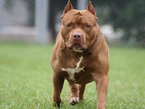 FILE PHOTO: A pit bull in Port Coquitlam has been declared dangerous and will be destroyed. An example of the pit bull breed is shown here.