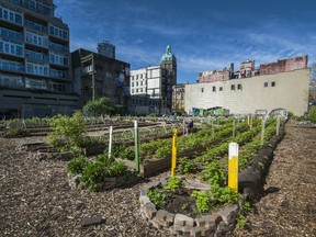 A community garden in Vancouver's Downtown Eastside.