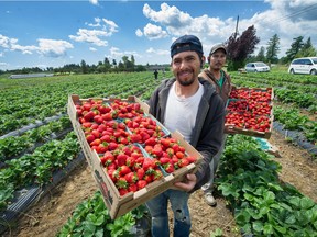 The beginning of strawberry season is shorthand for the arrival of summer in B.C. Francisco de la Cruz and Cesar Castro show off strawberries at Maan Farms in Abbotsford, B.C. on June 1, 2020. Across the province, farmers in all sectors are facing labour shortages, as well as added costs and tough decisions due to the COVID-19 pandemic.