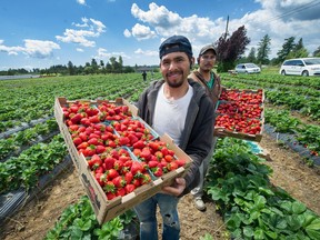 As B.C.'s strawberry season starts, about 6,000 temporary foreign workers have arrived in the province so far this year, with about 5,000 additional workers expected as the summer goes on, according to figures provided by the Ministry of Agriculture. In this file photo, Francisco de la Cruz and Cesar Castro show off strawberries at Maan Farms in Abbotsford last June.