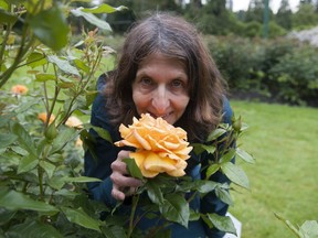 Janice Bishop of the Vancouver park board smells one of the many roses in the Stanley Park Rose Garden.
