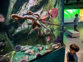 Two-year-old Dion Sheybani gets a close look at an octopus named Henry, in honour of Dr. Bonnie Henry, BC's provincial health officer, at the Shaw Centre for the Salish Sea.