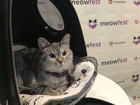 A featured guest of a previous Meowfest, seen here enjoying some added attention. This year's event takes place online July 10-12.