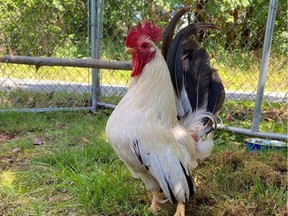 Albert the rooster.
