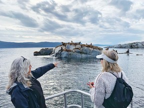 Egmont Adventure Centre takes wildlife seekers to see a colony of Stellar sea lions.