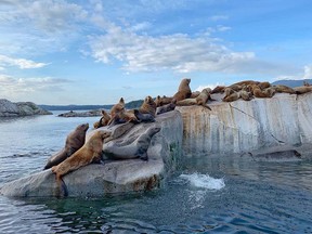 Stellar sea lions in an undated file photo off B.C.'s Sunshine Coast.