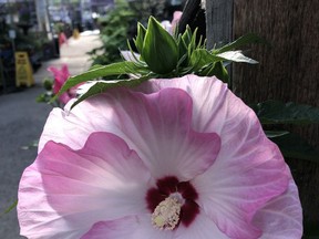 Perennial hibiscus are simply stunning! They may be a late summer bloomer, but they're so worth the wait.