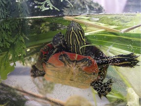 A 2014 photo of a rescued western painted turtle from Lost Lake in Coquitlam's Mundy Park.