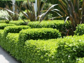 Clipped boxwood hedges are an excellent way to feature formal garden beds.