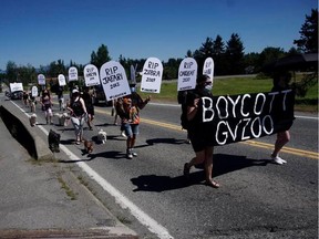 The B.C. SPCA is investigating after an emaciated moose at the Greater Vancouver Zoo was euthanized last week. The euthanization prompted animal advocacy group No More Dead Captives to stage a protest on Sunday, July 26, 2020 outside the zoo.