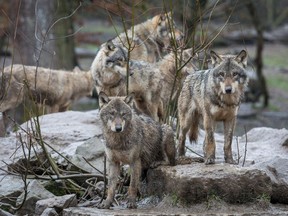 The provincial government has pursued predator reduction programs aimed at eliminating up to 80 per cent of the wolves in parts of British Columbia that are home to threatened caribou herds.