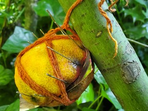 Someone is hanging lemons full of sewing needles from trees alongside Coquitlam trails.