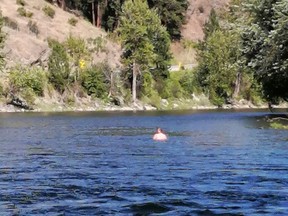 An American man is in custody after police allege he illegally jumped the border then tried to evade officers by floating down a river in British Columbia. A man is seen in the Kettle River near Grand Forks, B.C., in a July 24, 2020, police handout photo.