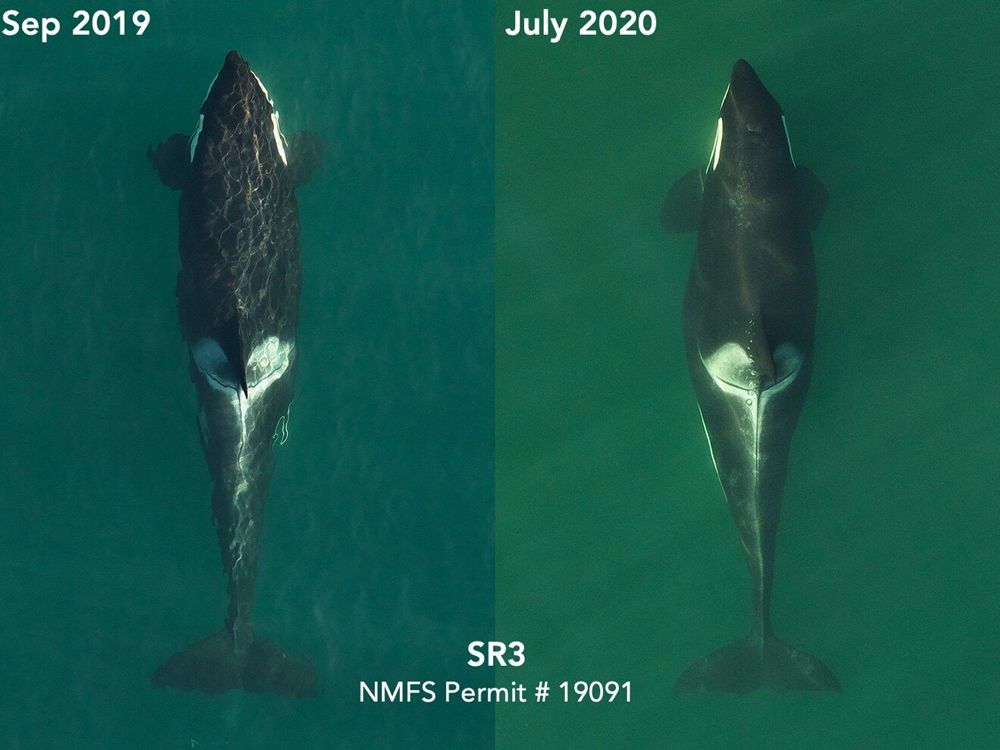 Endangered orca that carried dead calf for 17 days is pregnant again