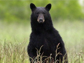 Eight bears have had to be destroyed in the Tofino-Ucluelet region so far this year