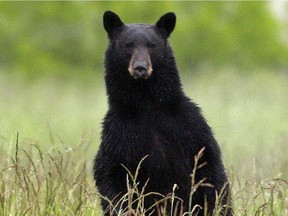 File photo: A black bear.