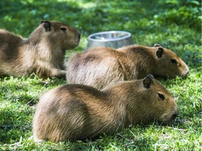 Three baby capybaras at the High Park Zoo in Toronto in 2017. Capybaras are known to carry ticks and can even shed coronavirus.