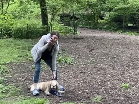 This image made on Monday, May 25, 2020 shows Amy Cooper with her dog calling police at Central Park in New York. A video of a verbal dispute between Amy Cooper, walking her dog off a leash and Christian Cooper, a black man bird watching in Central Park, is sparking accusations of racism.