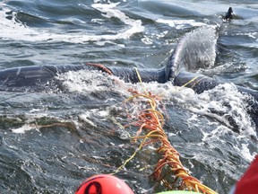 Humpbacks can become entangled in fishing nets and other gear. Freeing them can take several hours, or even days.
