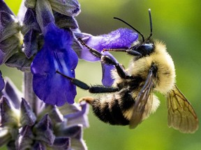 A bee gathers pollen from a flower in a Montreal park on Tuesday, July 30, 2019. A lack of both wild bees and managed honey bees is limiting pollination and yields for certain crops on farms in British Columbia and across the United States, a collective of researchers has found.