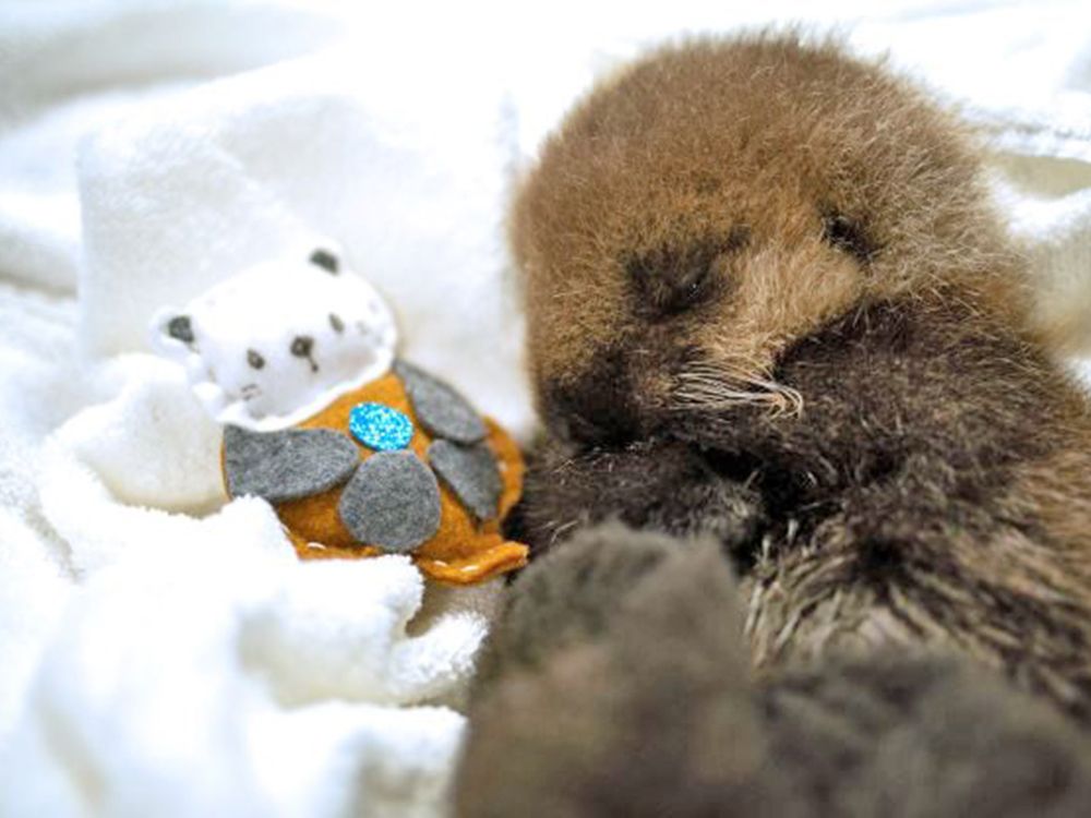 Orphaned sea otter pup receiving around-the-clock care | Vancouver Sun