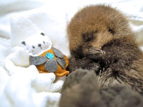 An orphaned sea otter pup is now receiving around-the-clock care after being rescued last week. The pup is approximately 10-days-old and has been named Joey.