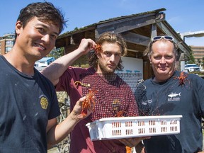 Fisherman Taka Burke-Gaffney, Robert Fenton and Steve Johansen show off live spot prawns in Vancouver.